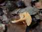 Narancsvörös rókagomba (Cantharellus friesii), Zemplén